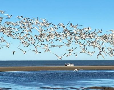 Alquiler Enero Chacra – Punta Medanos 4 Dorm.