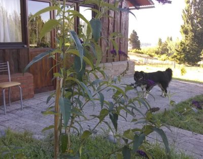 Alquiler Cabaña Las Aguilas de campo -para románticos.- en Trevelin