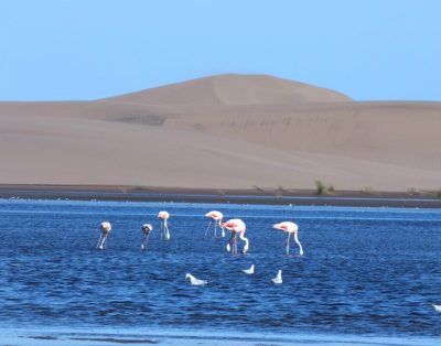 Alquiler Aries del Sauce en Monte Hermoso