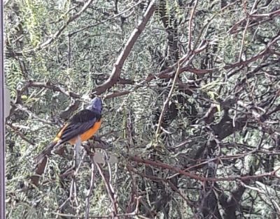 Alquiler Complejo El Peregrino en Cortaderas