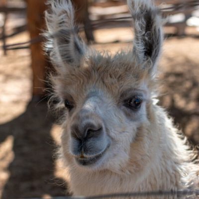 Alquiler estancia chimpa en cafayate