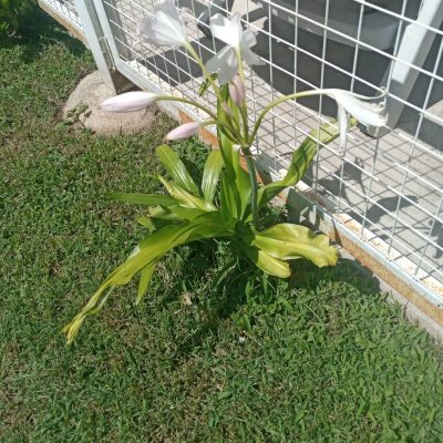 Alquiler complejo haciendo milagros en villa cura brochero