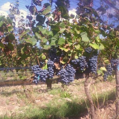 Alquiler rancho divino argentina en san rafael
