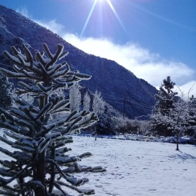 Alquiler la araucaria-cabaña andina en potrerillos