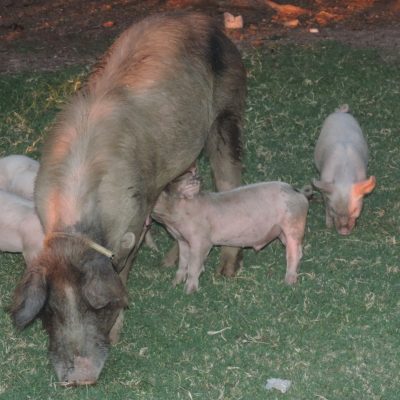 Alquiler cabaña tierra de ilusiones en villa larca