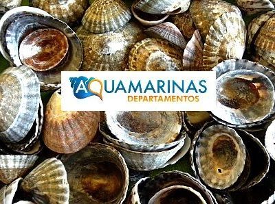 Alquiler aquamarinas departamentos en playas doradas