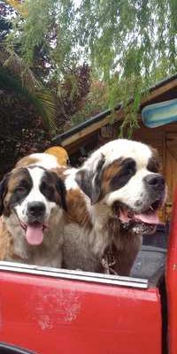 Cabañas saint bernard,