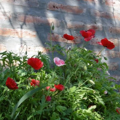 Amapolas. casa de campo.
