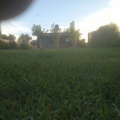 Los mirasoles