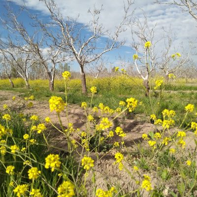 Finca el vencedor