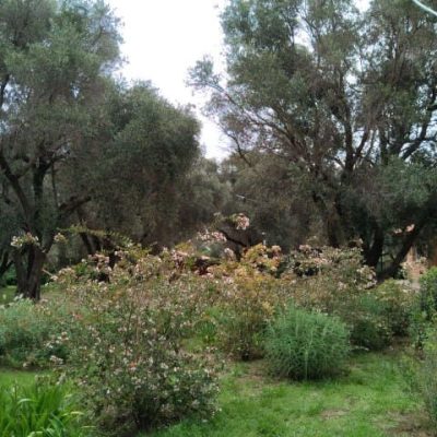 El cantar de los pájaros