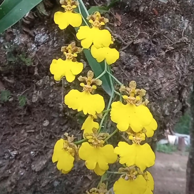 Cabañas las orquídeas