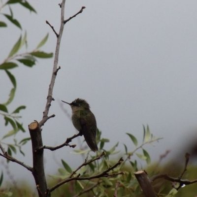 Colibri house